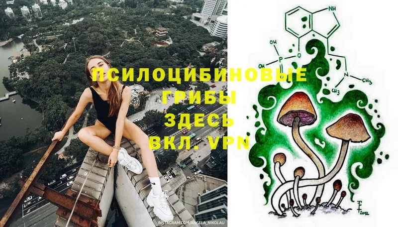 Псилоцибиновые грибы Psilocybe  Лесозаводск 